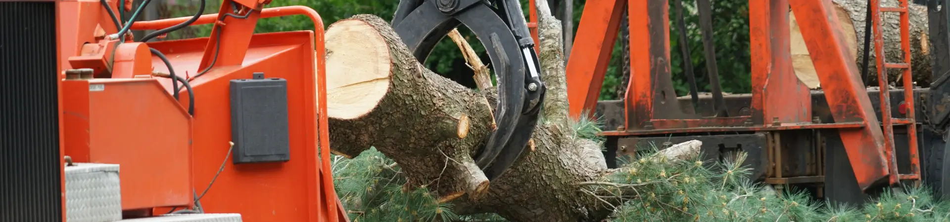 TREE CARE BLOG