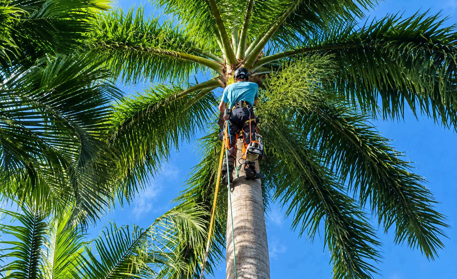 TREE TRIMMING