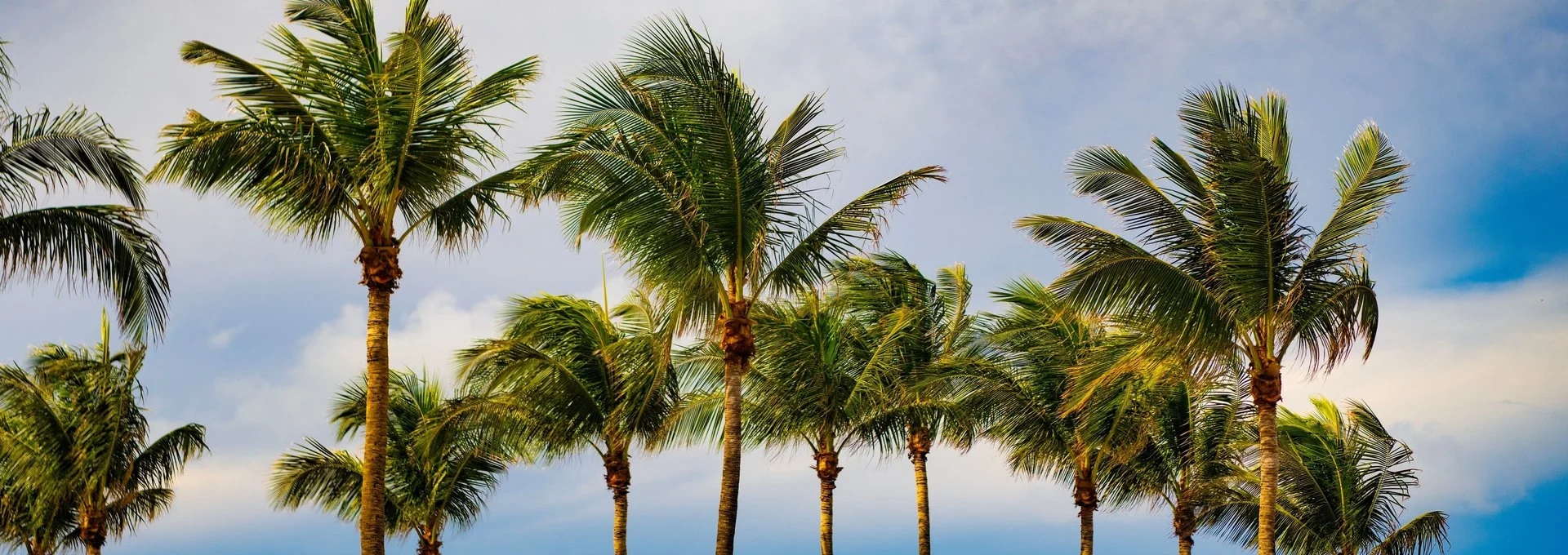 COMMERCIAL TREE SERVICE