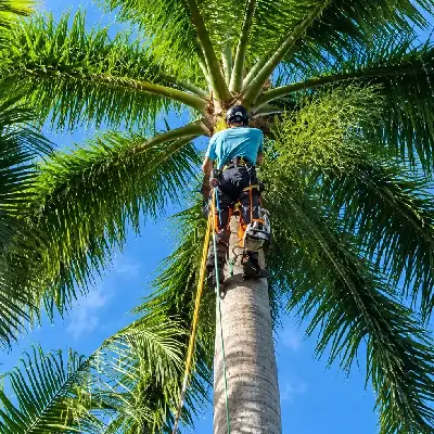 TREE TRIMMING